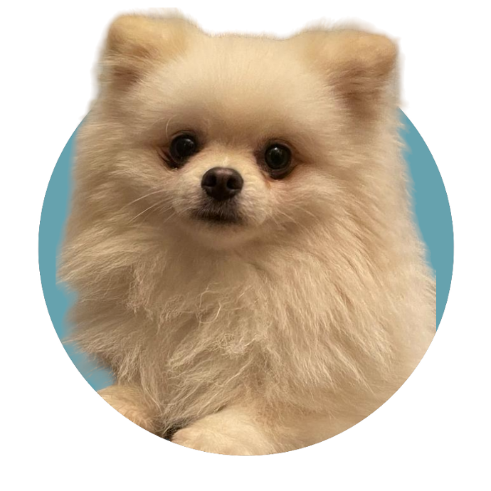 Coton BOY